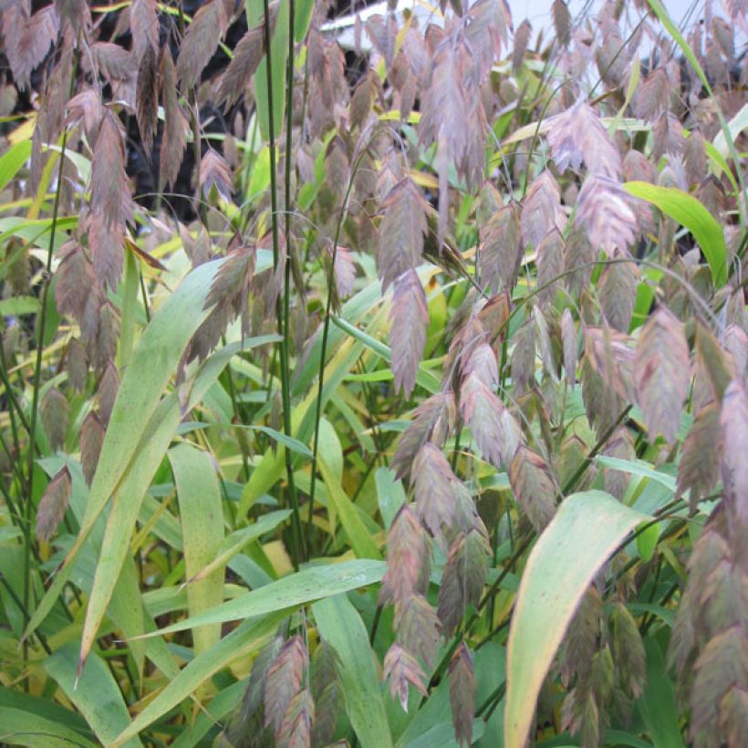 Chasmanthium latifolium - Plattähren-Gras (Laub)