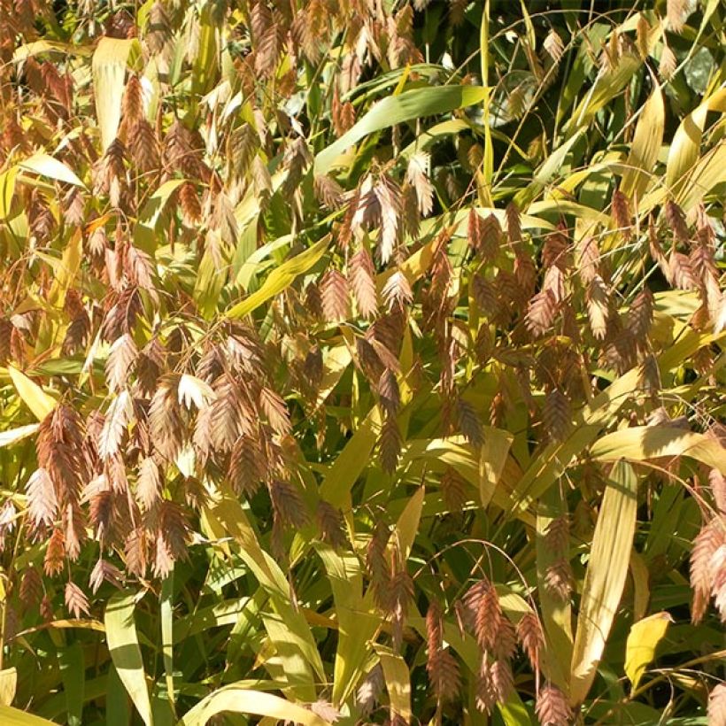 Chasmanthium latifolium - Plattähren-Gras (Blüte)