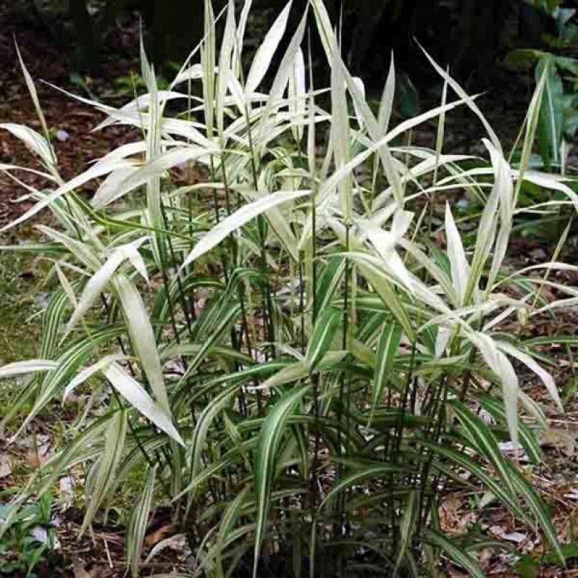 Chasmanthium latifolium River Mist - Plattähren-Gras (Hafen)