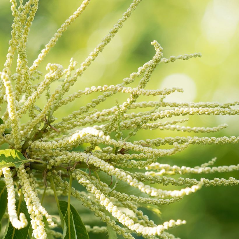 Esskastanie Maraval - Castanea sativa (Blüte)