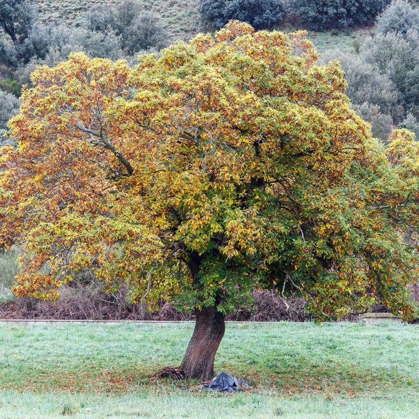 Esskastanie Maraval - Castanea sativa (Hafen)