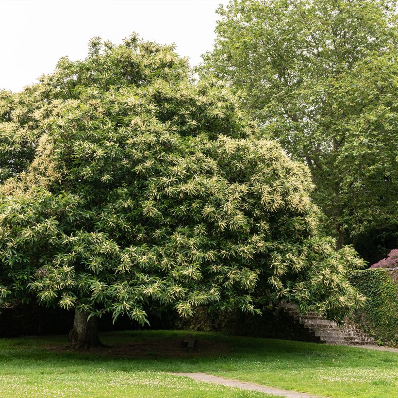 Esskastanie Marthac - Castanea sativa (Hafen)