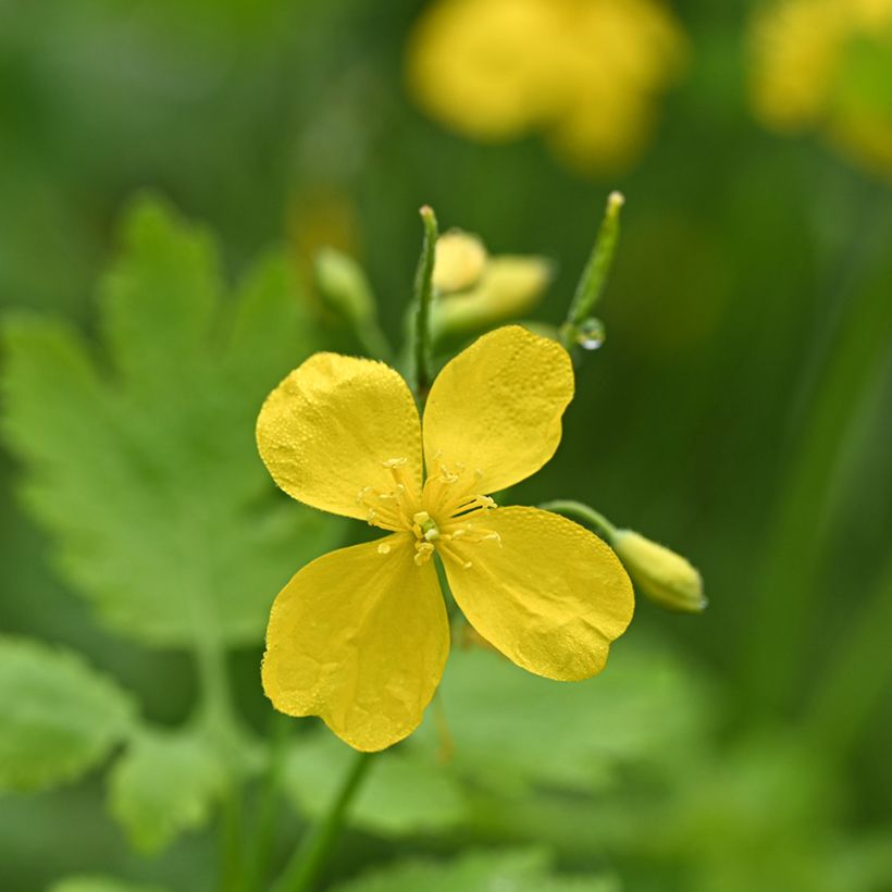 Schöllkraut - Chelidonium majus (Blüte)