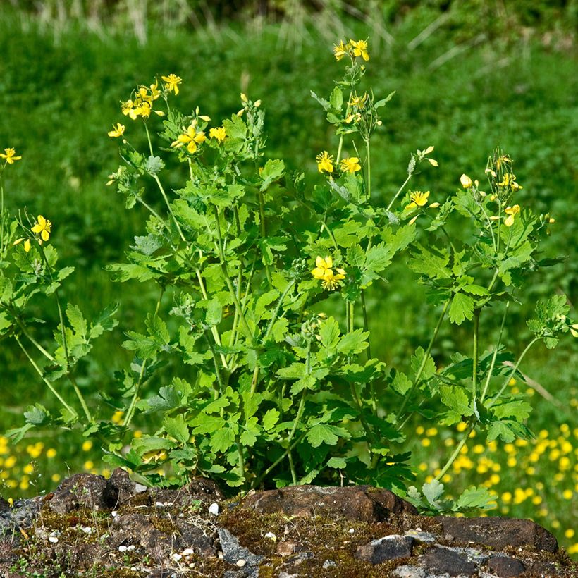 Schöllkraut - Chelidonium majus (Hafen)