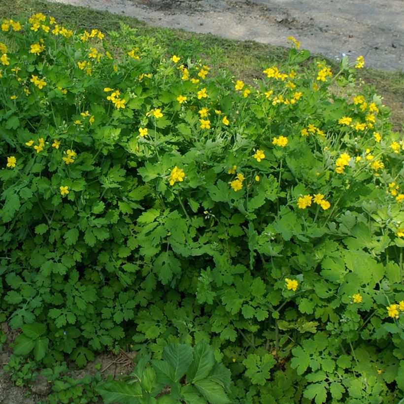 Chelidonium majus Flore Pleno - Schöllkraut (Hafen)