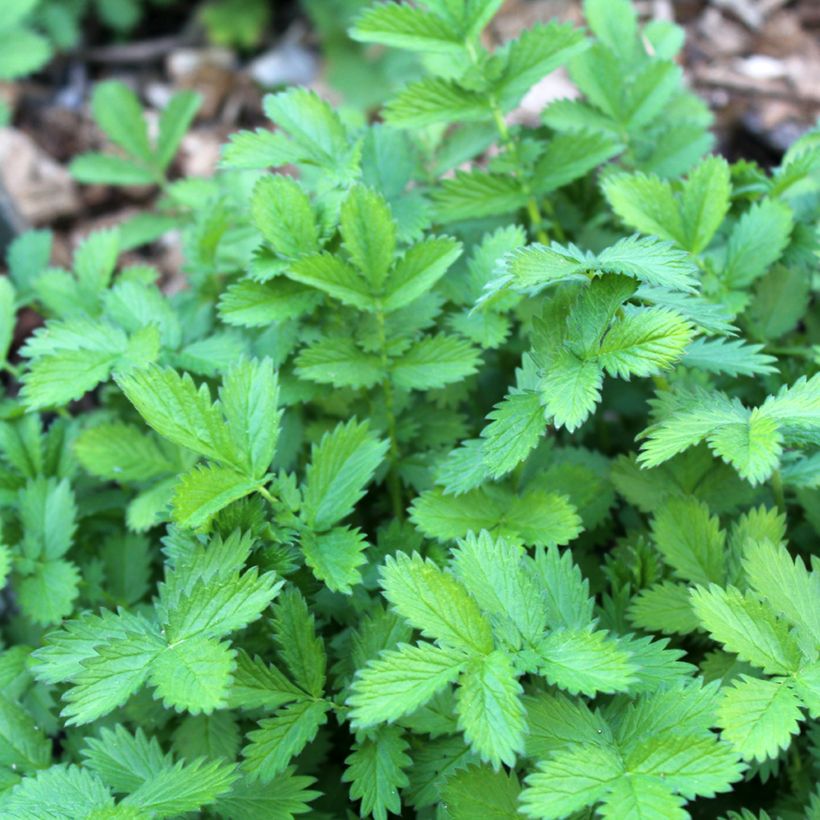 Chelidonium majus Flore Pleno - Schöllkraut (Laub)