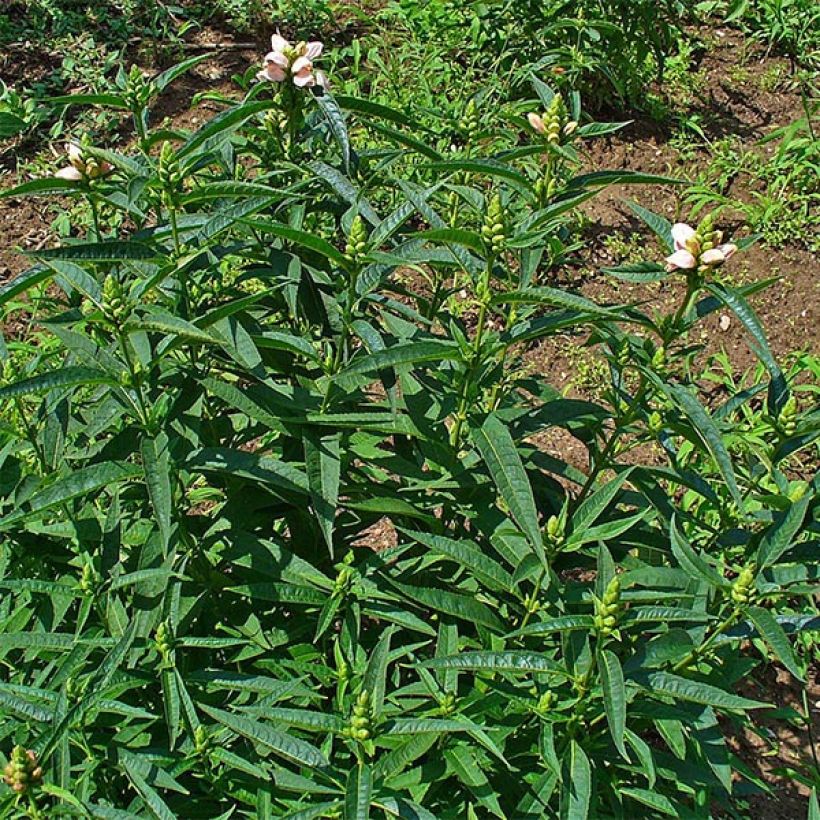 Chelone glabra - Schildblume (Laub)