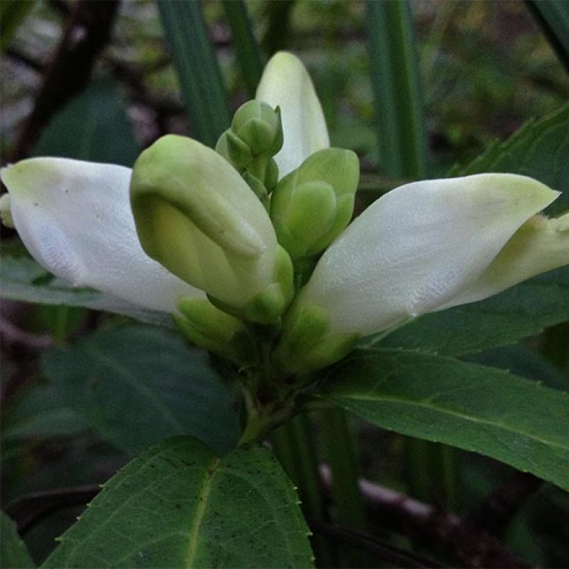 Chelone glabra - Schildblume (Blüte)