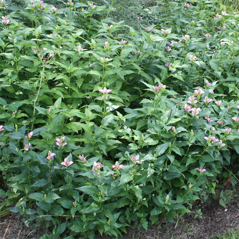 Chelone lyonii Hot Lips - Schildblume (Laub)