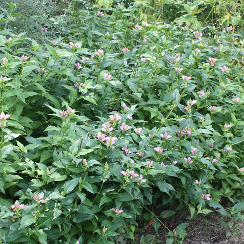 Chelone lyonii Hot Lips - Schildblume (Hafen)