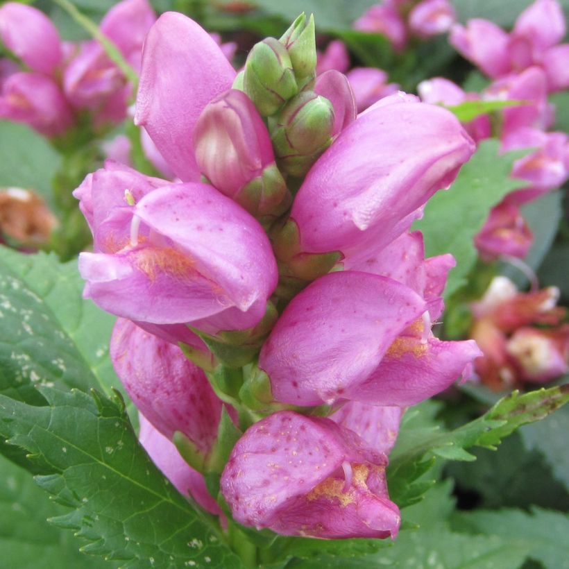 Chelone obliqua - Schildblume (Blüte)