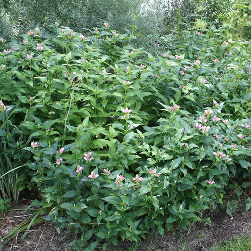 Chelone obliqua - Schildblume (Hafen)