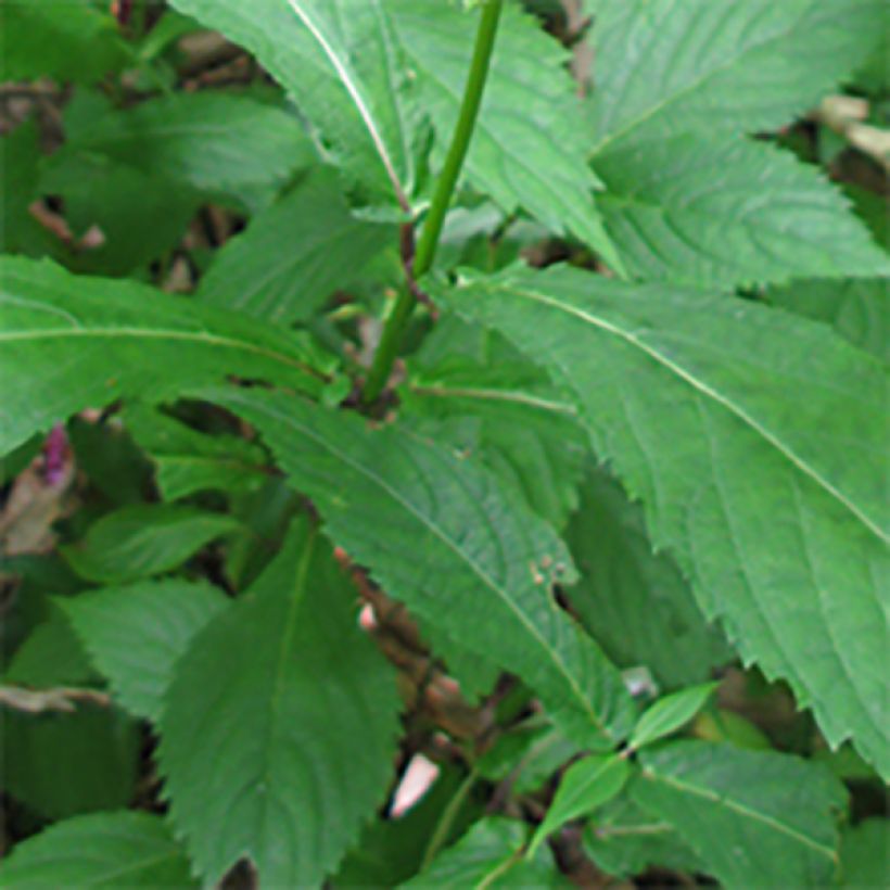 Chelonopsis moschata - Röhrennessel (Laub)