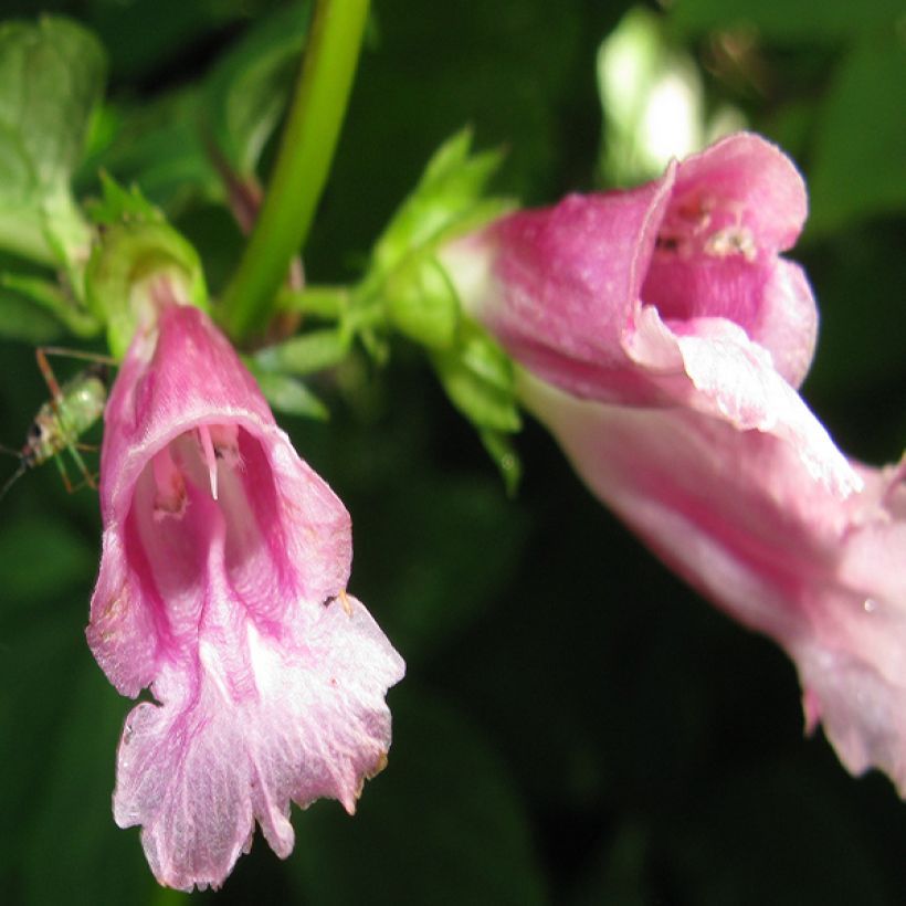 Chelonopsis moschata - Röhrennessel (Blüte)