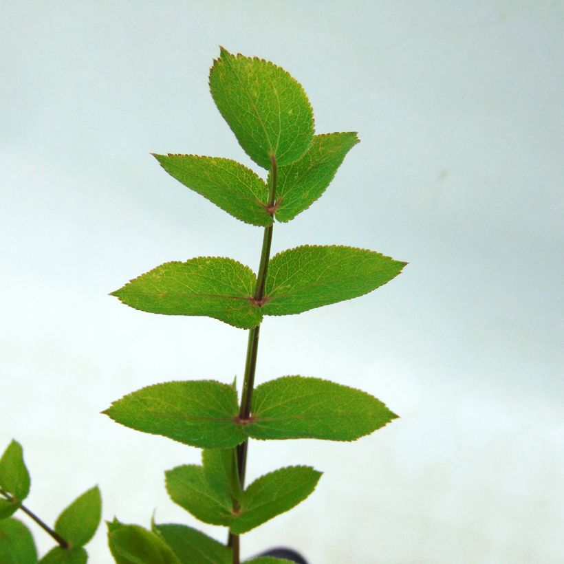 Zuckerwurzel Bio - Sium sisarum (Laub)