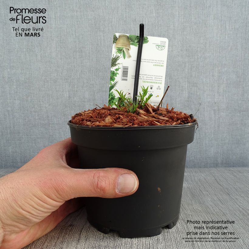 Exemplar von Chervis - Sium sisarum Pot de 1,5L/2L wie im Winter geliefert