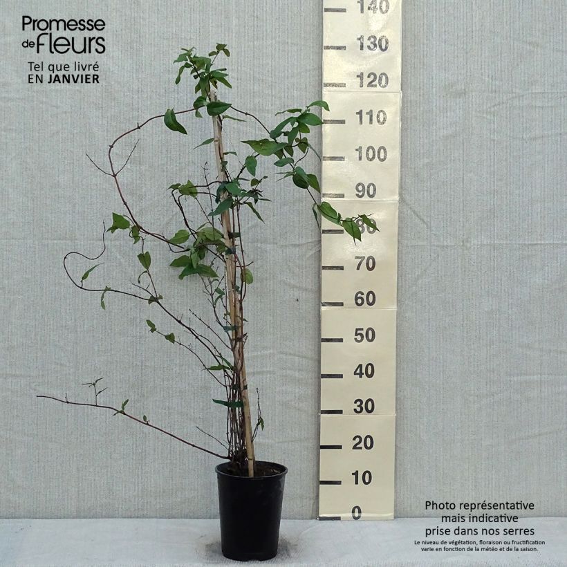 Exemplar von Chèvrefeuille - Lonicera delavayi en pot de 4/5L wie im Winter geliefert