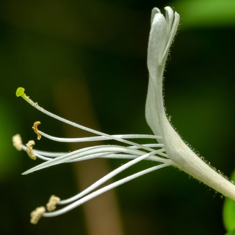 Lonicera japonica Dart's Acumen - Japanisches Geißblatt (Blüte)