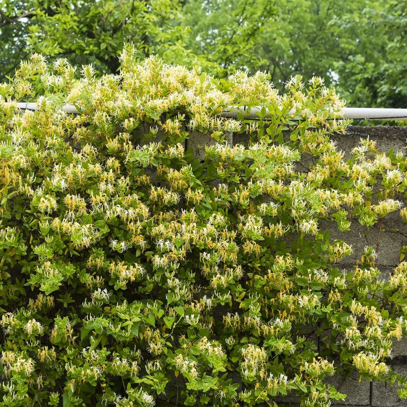 Lonicera japonica Dart's Acumen - Japanisches Geißblatt (Hafen)