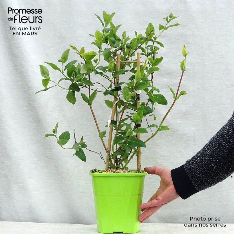 Exemplar von Chèvrefeuille du Japon Sweet Isabel - Lonicera japonica Pot de 3L/4L wie im Winter geliefert