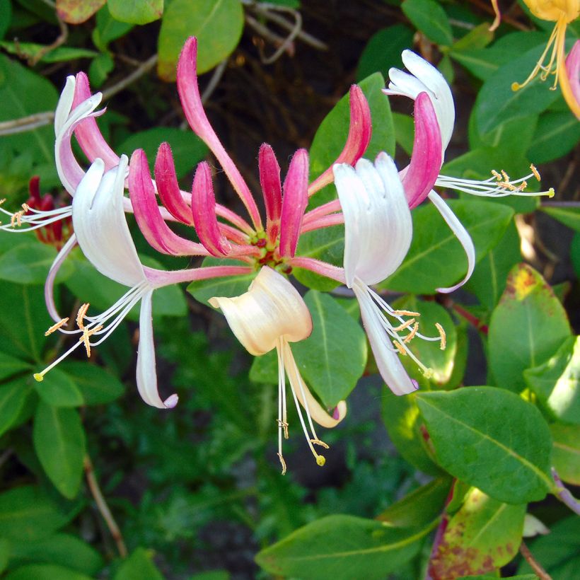 Lonicera heckrottii Gold Flame - Feuer-Geißblatt (Blüte)