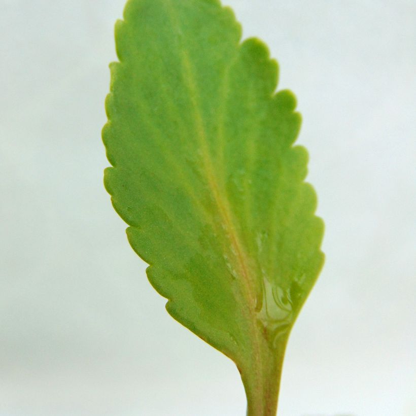 Chiastophyllum oppositifolium - Walddickblatt (Laub)