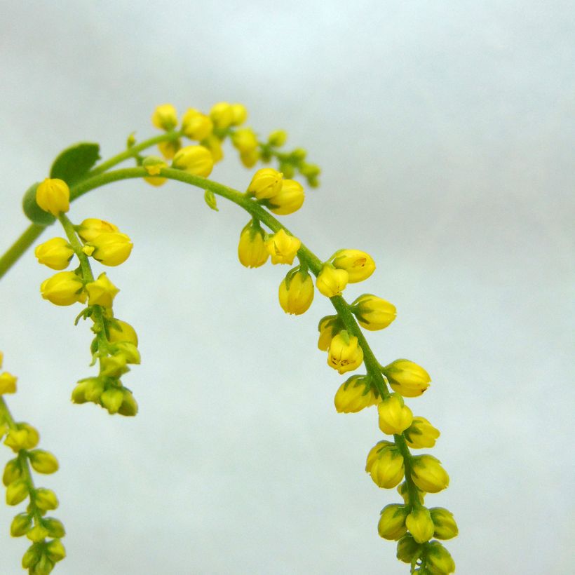 Chiastophyllum oppositifolium - Walddickblatt (Blüte)