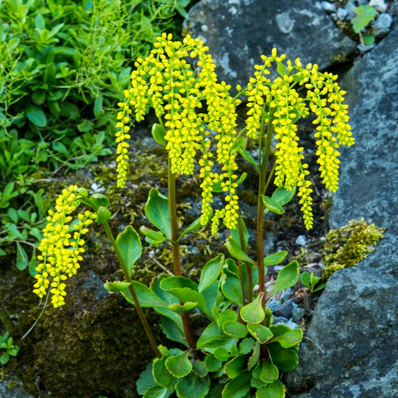 Chiastophyllum oppositifolium - Walddickblatt (Hafen)