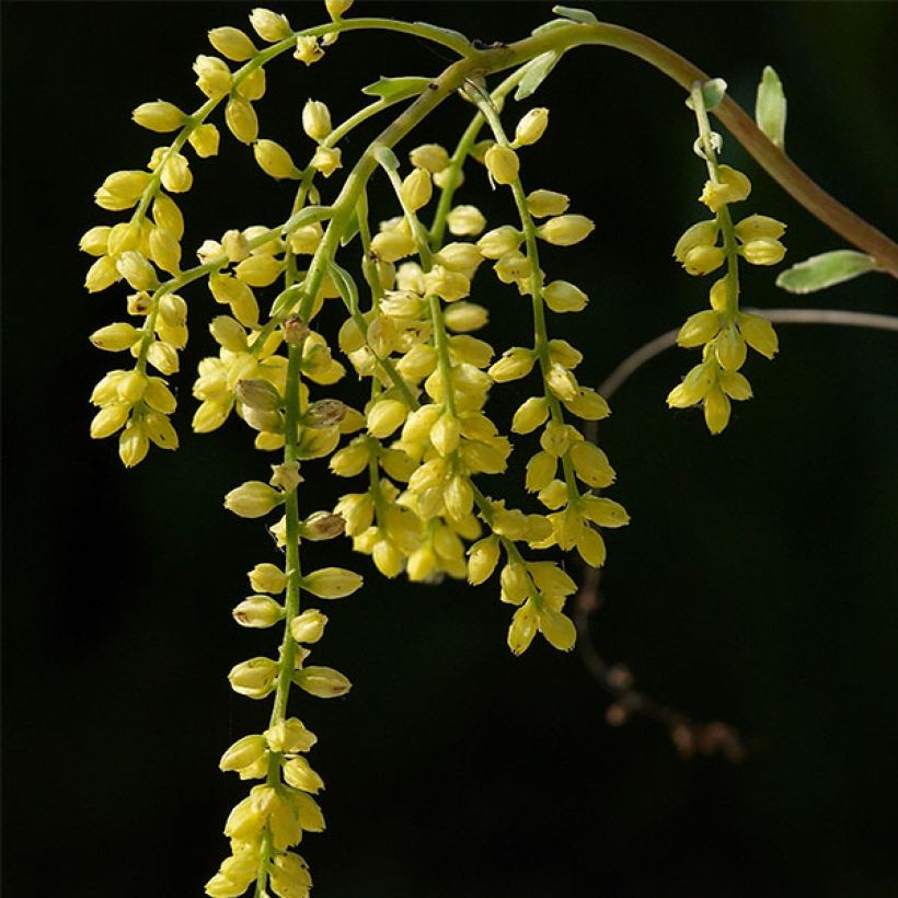 Chiastophyllum oppositifolium Variegatum - Walddickblatt (Blüte)