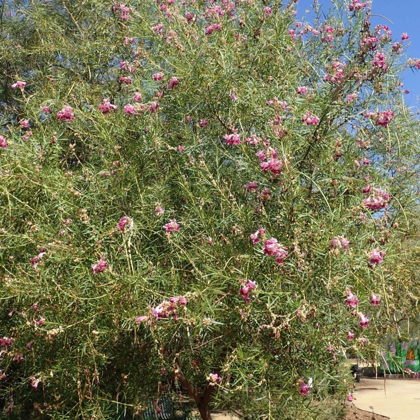 Chilopsis linearis - Wüstenweide (Hafen)