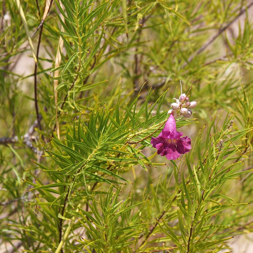 Chilopsis linearis Burgundy - Wüstenweide (Laub)