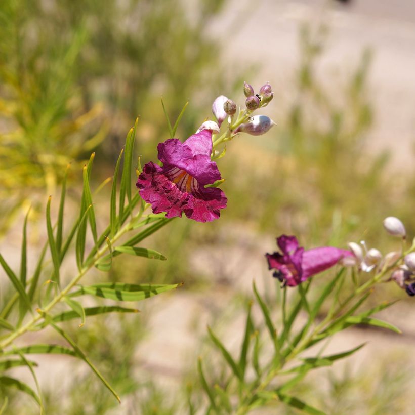 Chilopsis linearis Burgundy - Wüstenweide (Blüte)