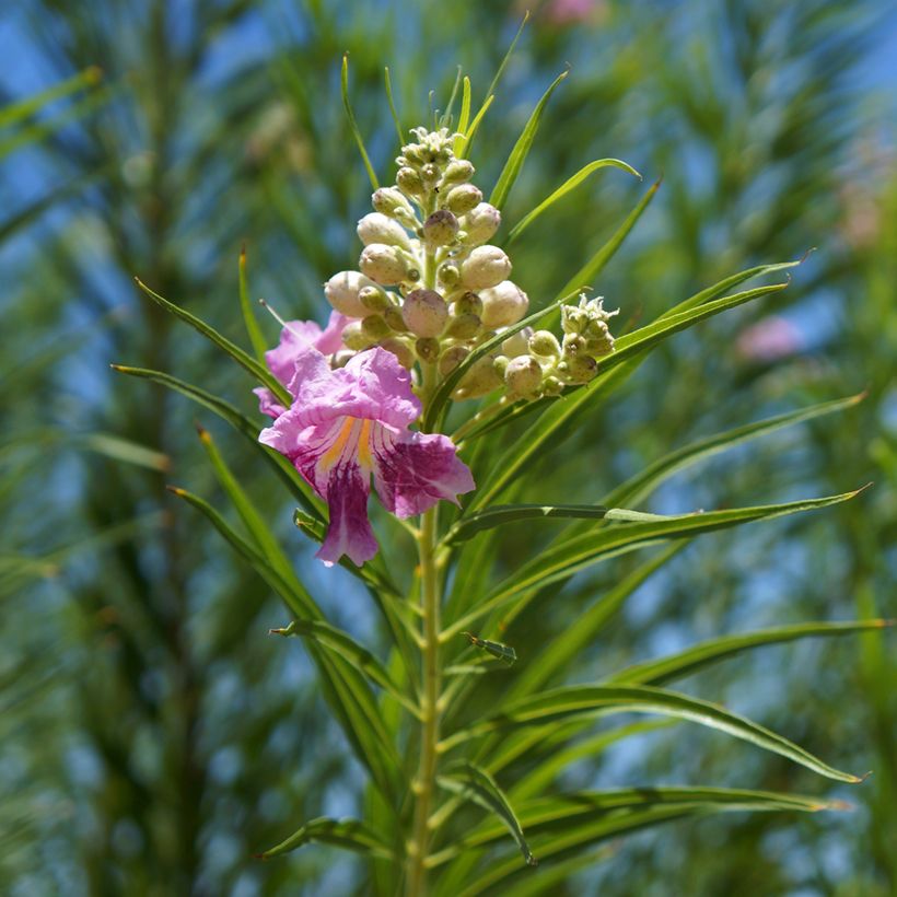 Chilopsis linearis - Wüstenweide (Laub)