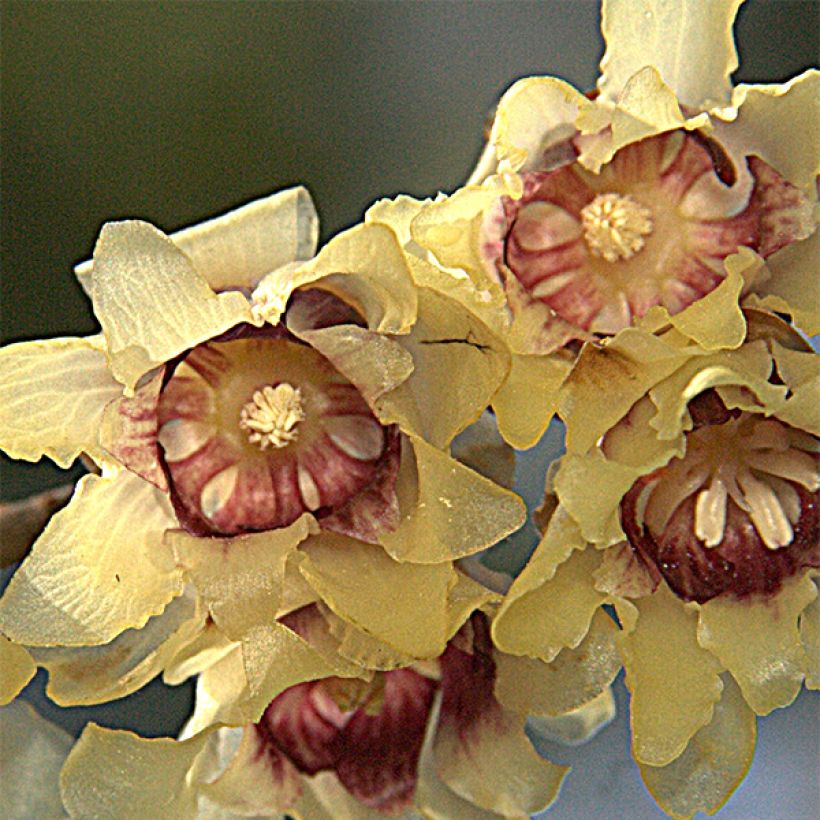 Chimonanthus praecox Grandiflorus - Winterblume (Blüte)