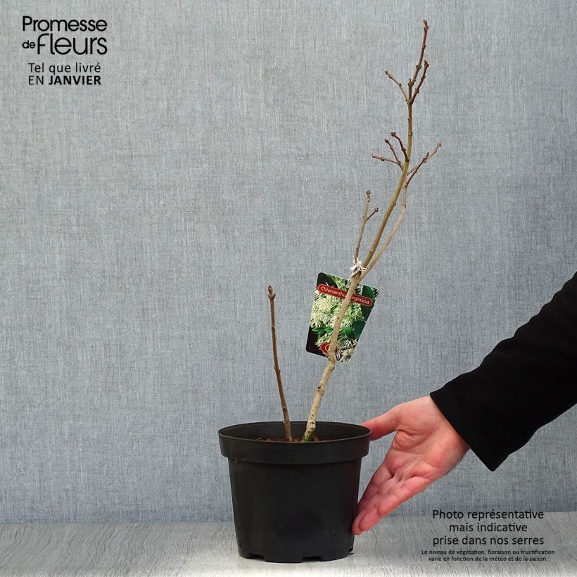 Exemplar von Chionanthus Virginicus, Arbre de Neige en pot de 2/3L wie im Winter geliefert