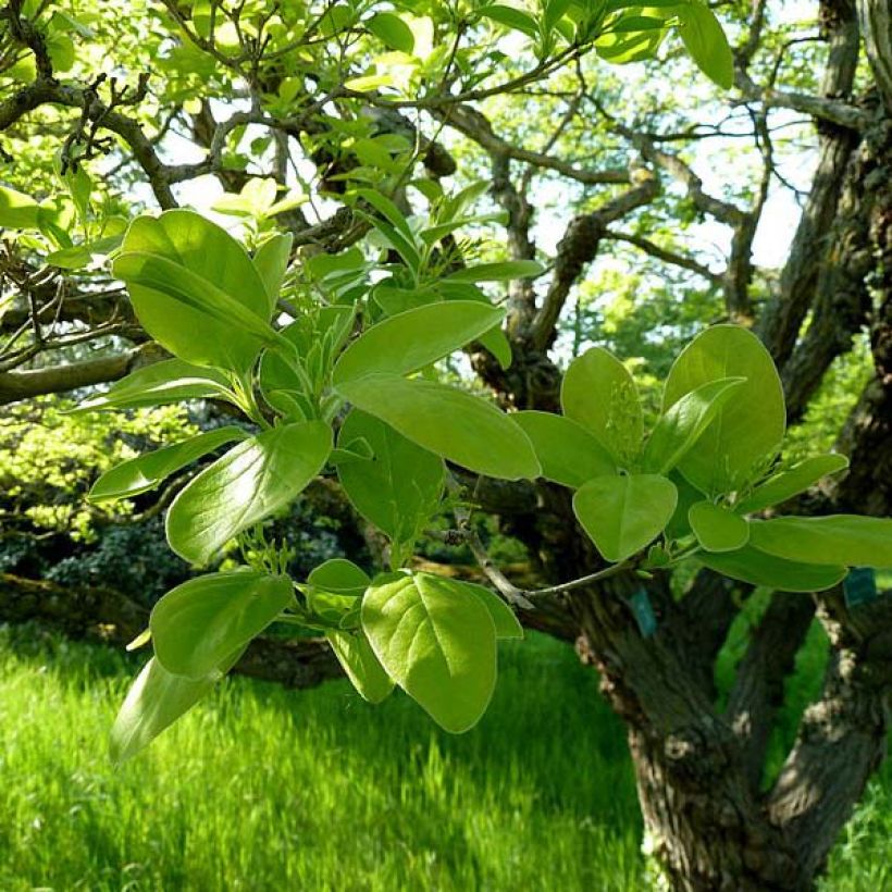 Chionanthus retusus - Chinesischer Schneeflockenstrauch (Laub)