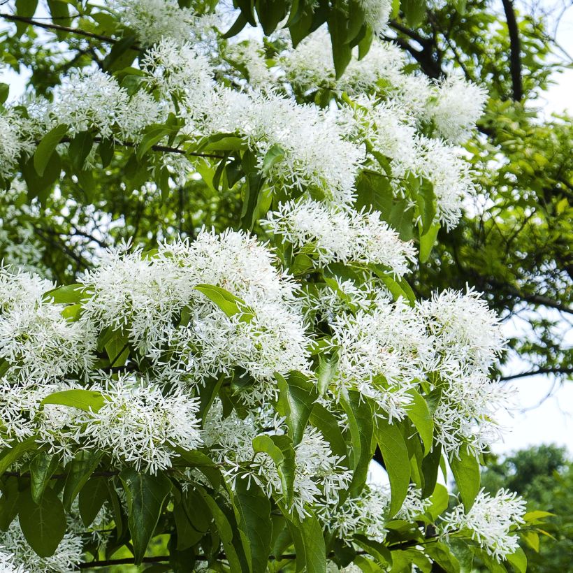 Chionanthus retusus - Chinesischer Schneeflockenstrauch (Blüte)