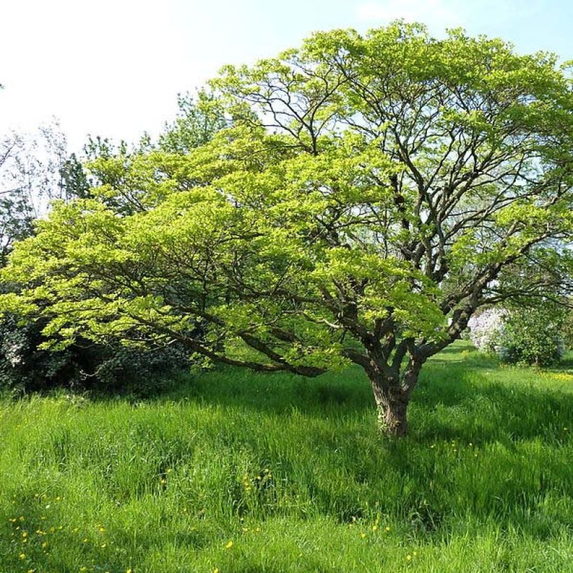 Chionanthus retusus - Chinesischer Schneeflockenstrauch (Hafen)