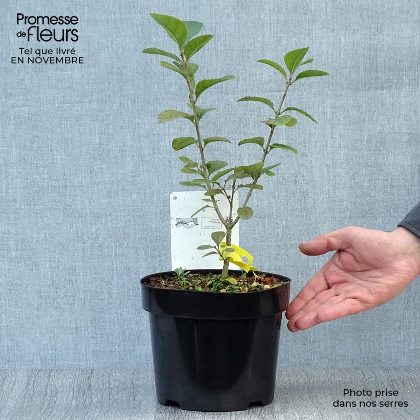 Exemplar von Chionanthus retusus - Arbre de neige en pot de 4L/5L wie im Herbst geliefert