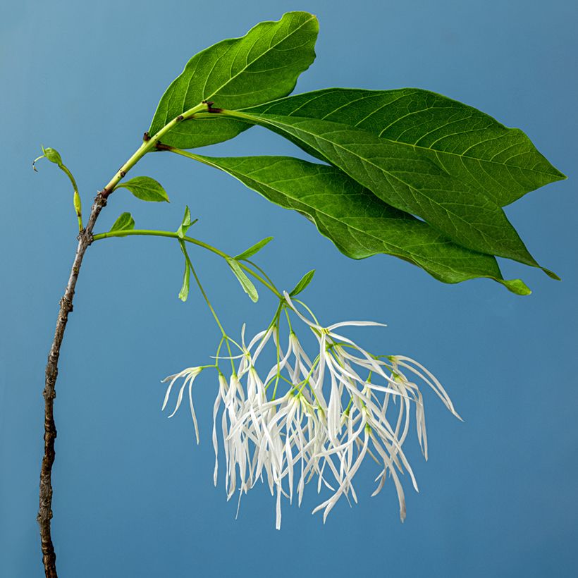 Chionanthus virginicus - Virginischer Schneeflockenstrauch (Blüte)