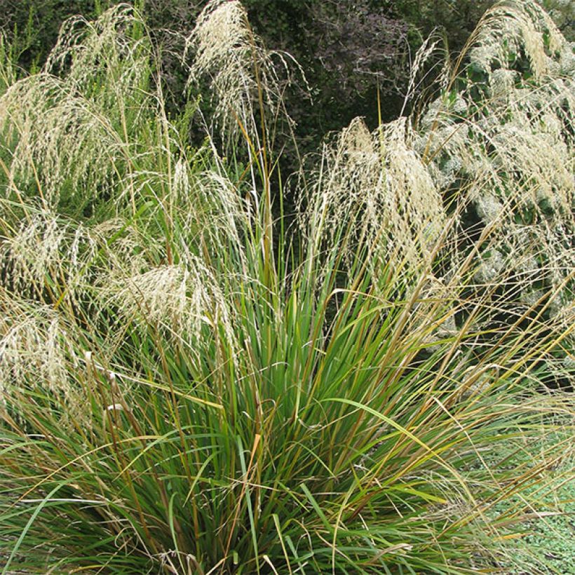 Chionochloa conspicua - Tussockgras (Blüte)