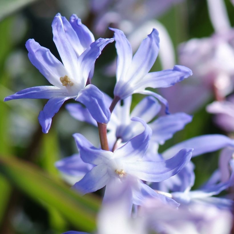 Chionodoxa forbesii Mix - Schneestolz (Blüte)