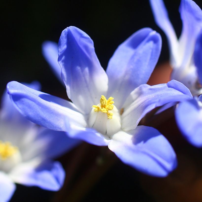 Chionodoxa forbesii Blue Giant - Schneestolz (Blüte)