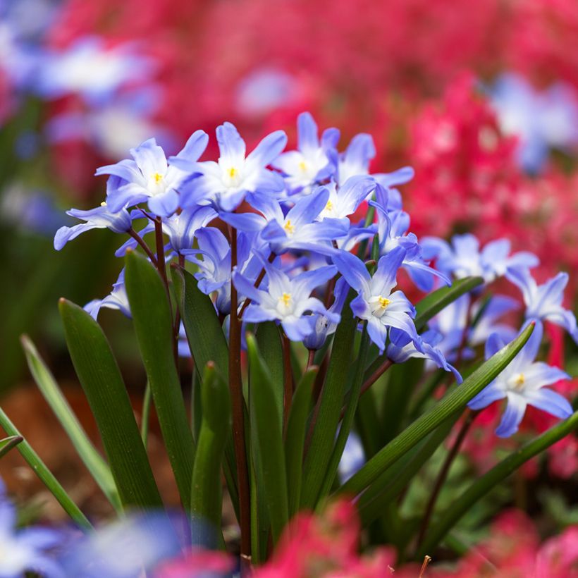 Chionodoxa forbesii Blue Giant - Schneestolz (Hafen)