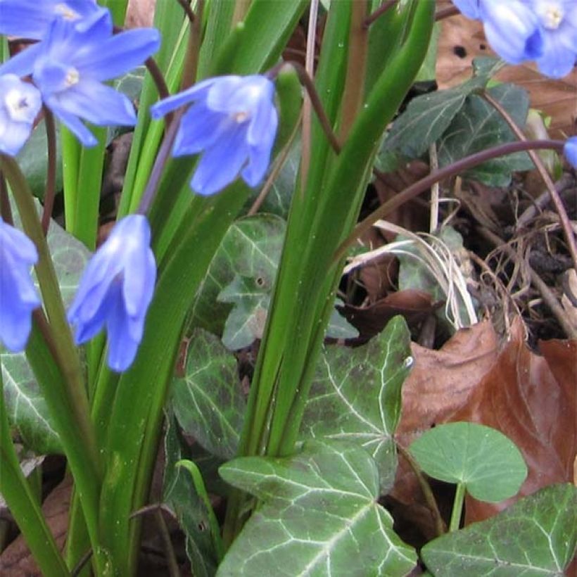 Chionodoxa forbesii - Schneestolz (Laub)