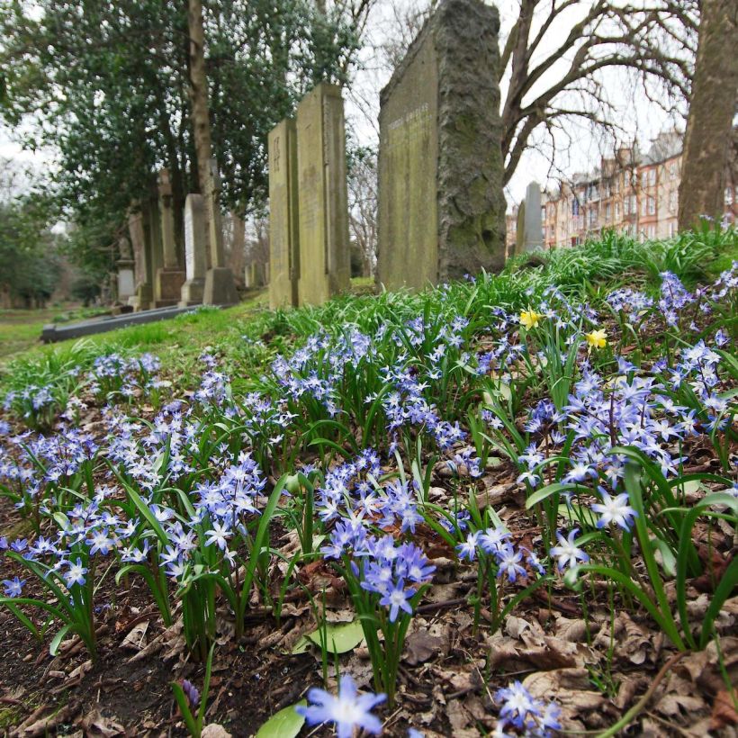 Chionodoxa forbesii - Schneestolz (Blüte)