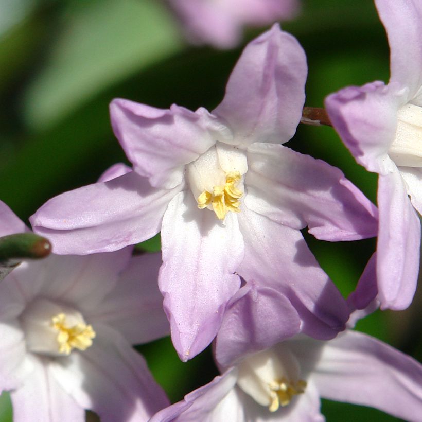 Chionodoxa forbesii Pink Giant - Schneestolz (Blüte)