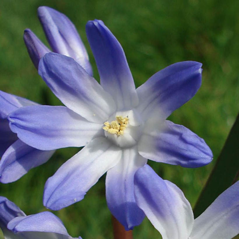 Chionodoxa luciliae - Schneestolz (Blüte)