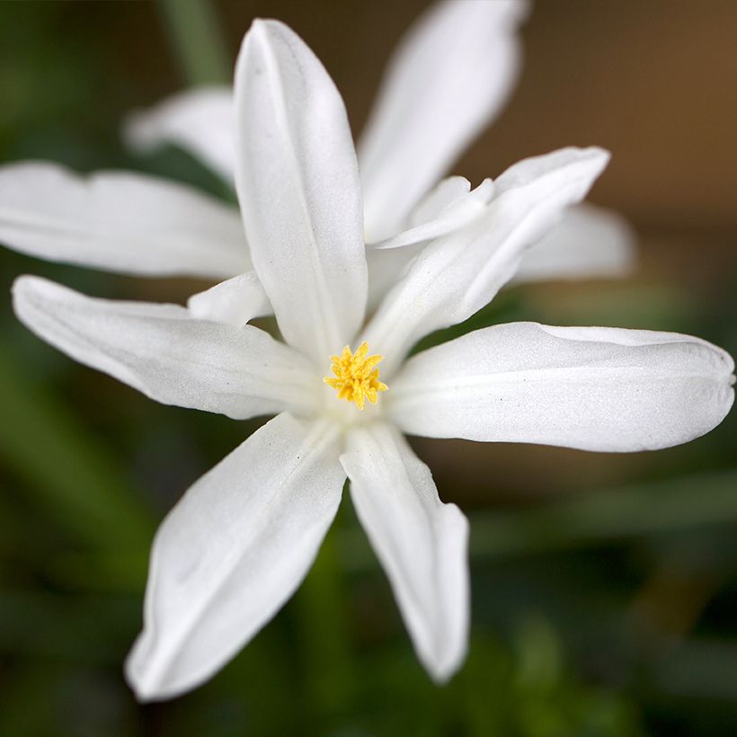 Chionodoxa luciliae Alba - Schneestolz (Blüte)