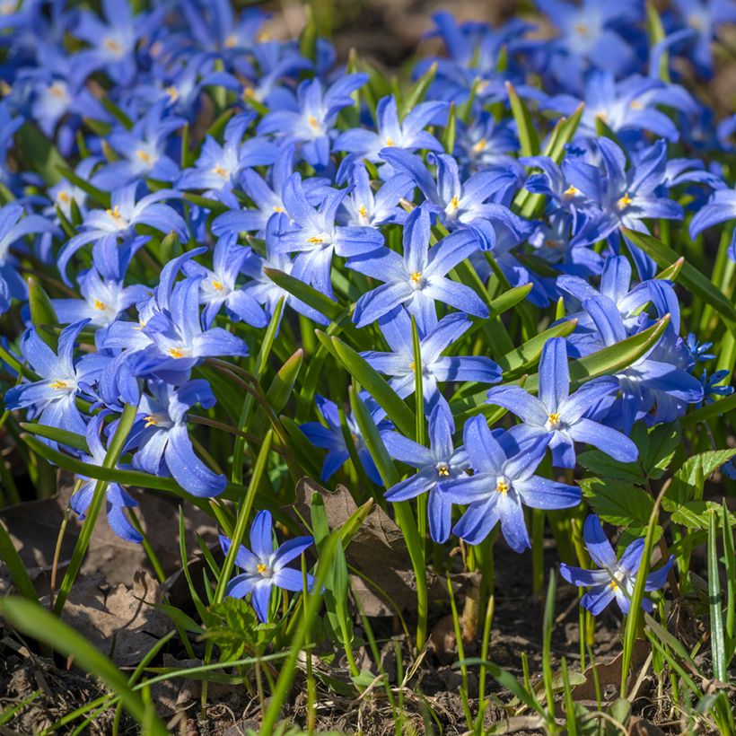 Chionodoxa luciliae - Schneestolz (Hafen)